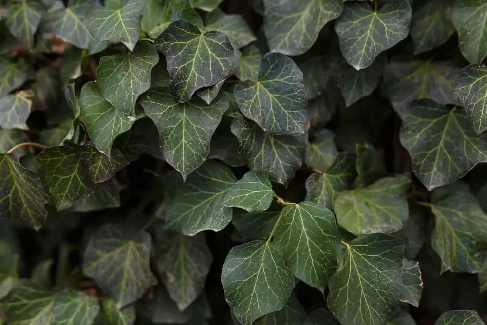 Irish Ivy (Hedera hibernica)