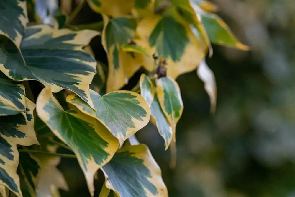 Variegated Persian Ivy (Hedera colchica ‘Dentata Variegata’)