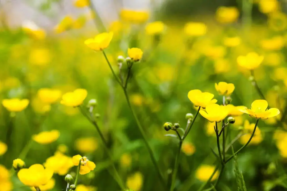 Creeping Buttercup (Ranunculus repens)