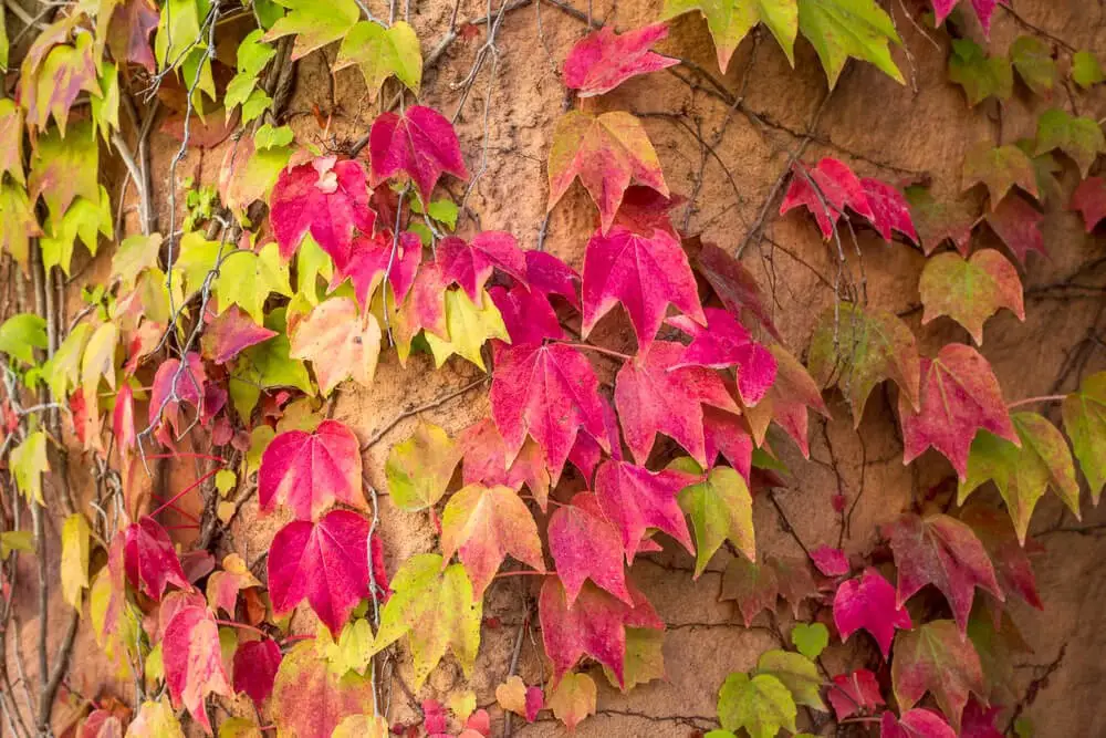 Boston Ivy (Parthenocissus tricuspidata)