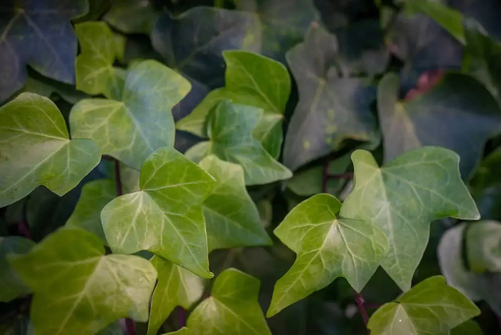 Algerian Ivy (Hedera canariensis)