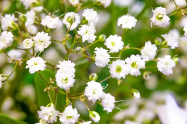 27 Cute Plants With Small Flowers That Add Joy To The Garden