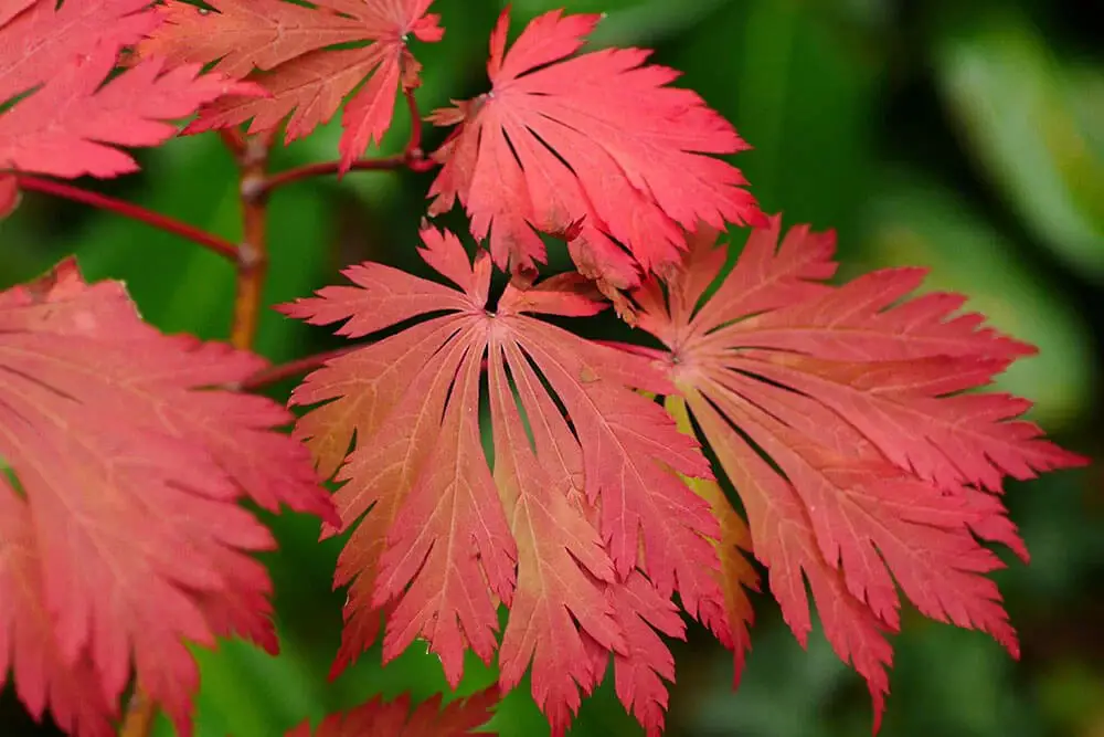 Aconitifolium Japanese Maple (Acer japonicum ‘Aconitifolium’)