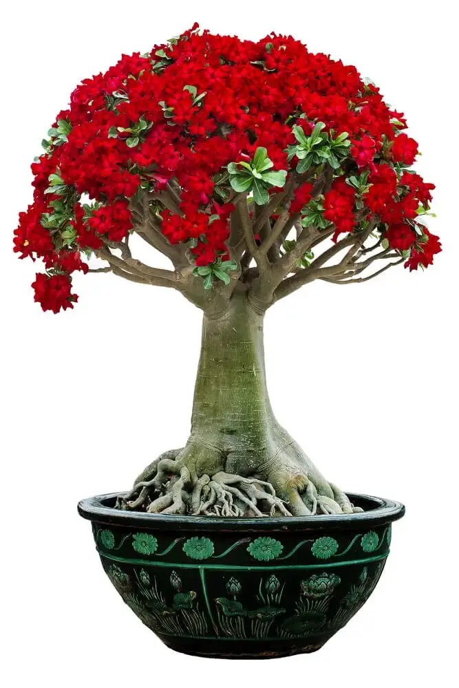 Desert Rose Bonsai (Adenium obesum)