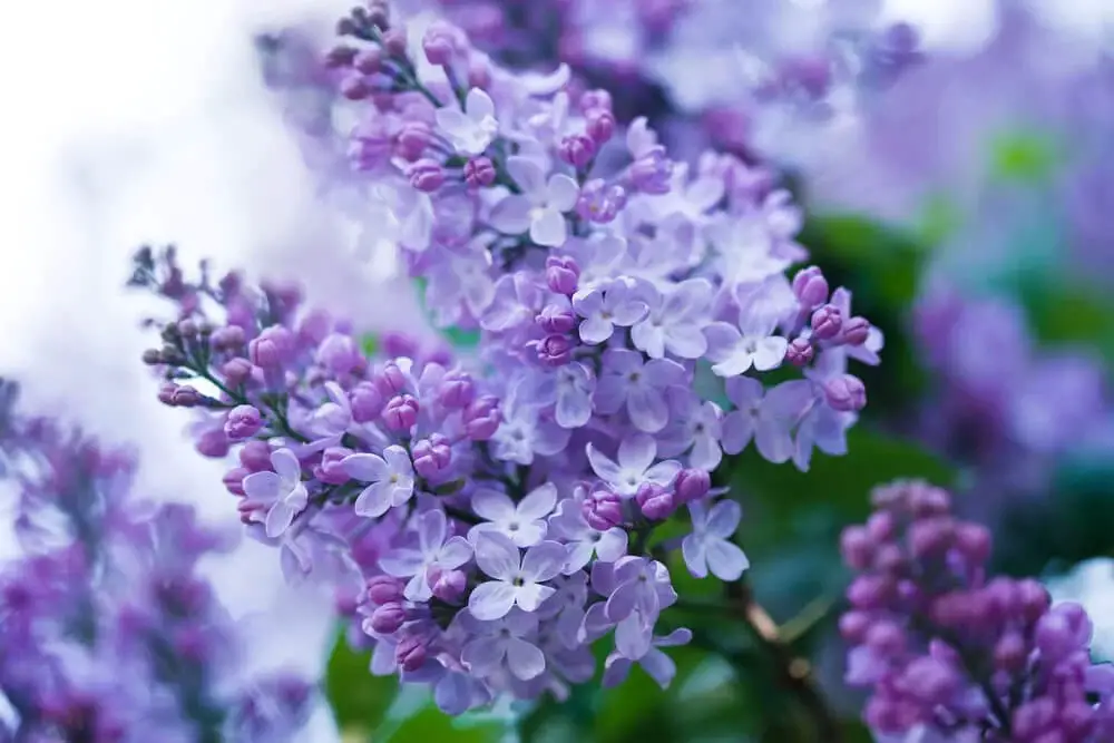 Lilac (Syringa vulgaris)