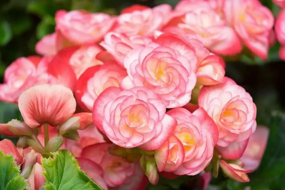 Begonia (Begonia)