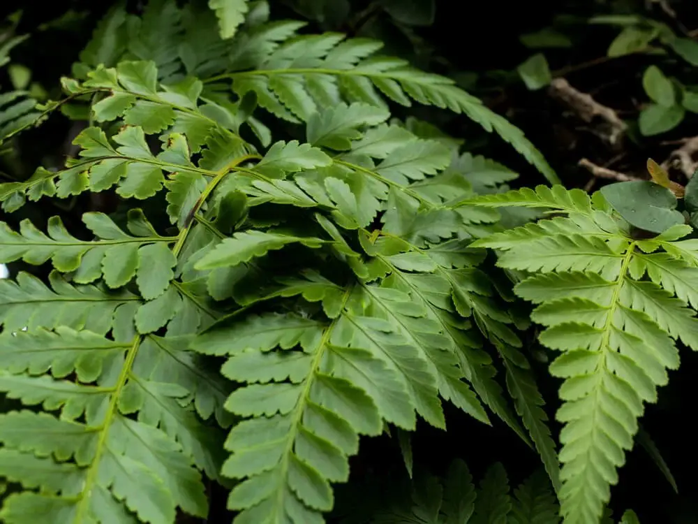 Leatherleaf Fern (Rumohra adiantiformis)