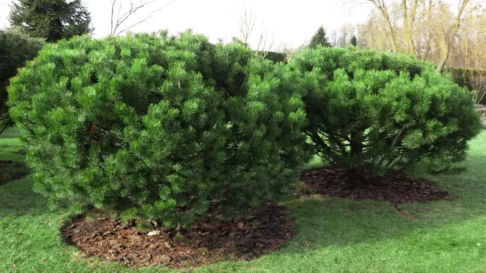 Dwarf Mugo Pine (Pinus mugo)