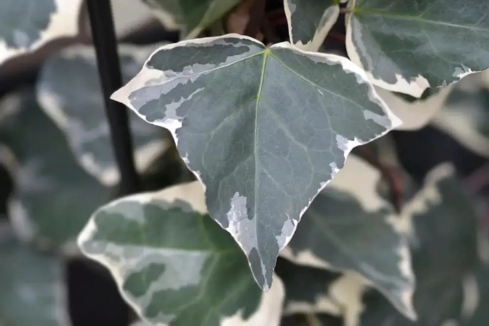 Variegated Algerian Ivy (Hedera algeriensis ‘Gloire de Marengo’)