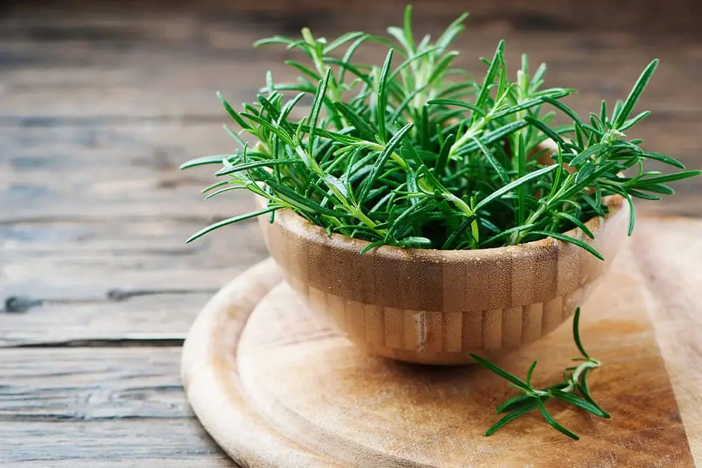 Rosemary (Salvia rosmarinus)