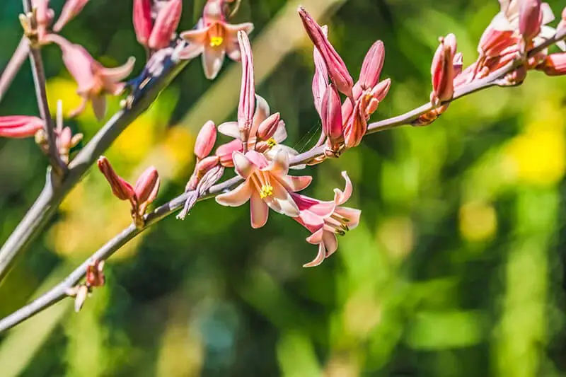 Redflower False Yucca (Hesperaloe Parviflora)