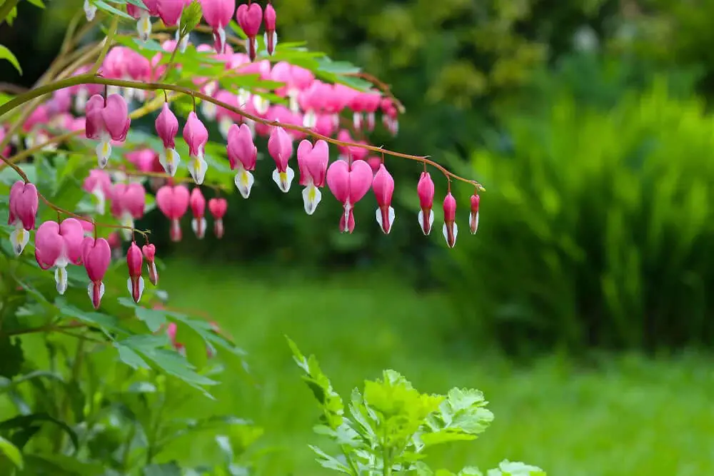 Bleeding Heart (Lamprocapnos spectabilis)