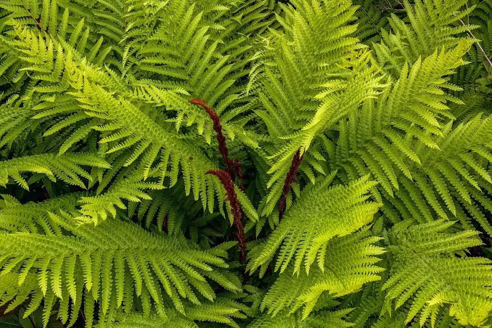 Cinnamon Fern (Osmunda cinnamomea)