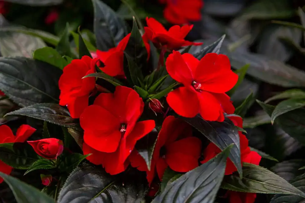 Impatiens (Impatiens walleriana)