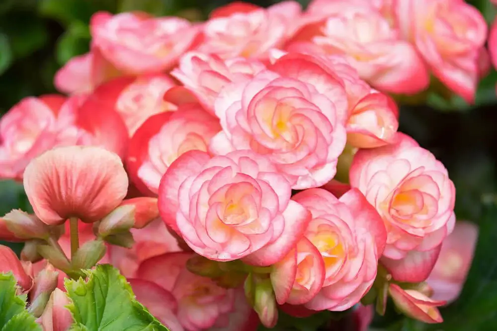 Begonia (Begonia)