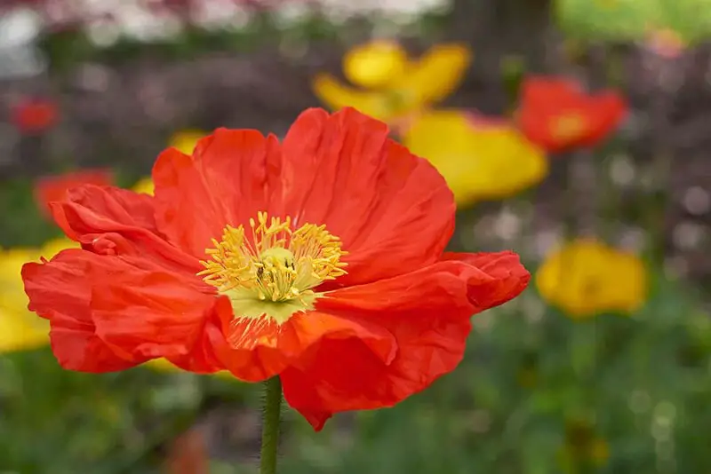 Icelandic Poppy (Papaver Nudicaule ‘Champagne Bubbles Scarlet’)