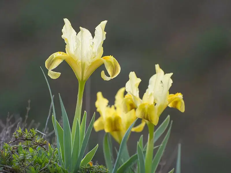 Siberian Iris (Iris ‘Butter and Sugar’)