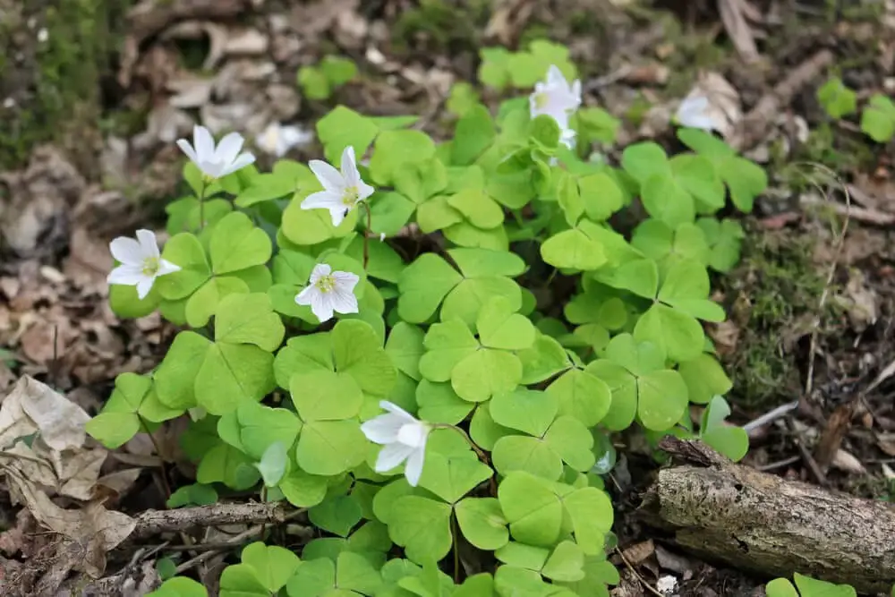 Wood-Sorrel (Oxalis montana)