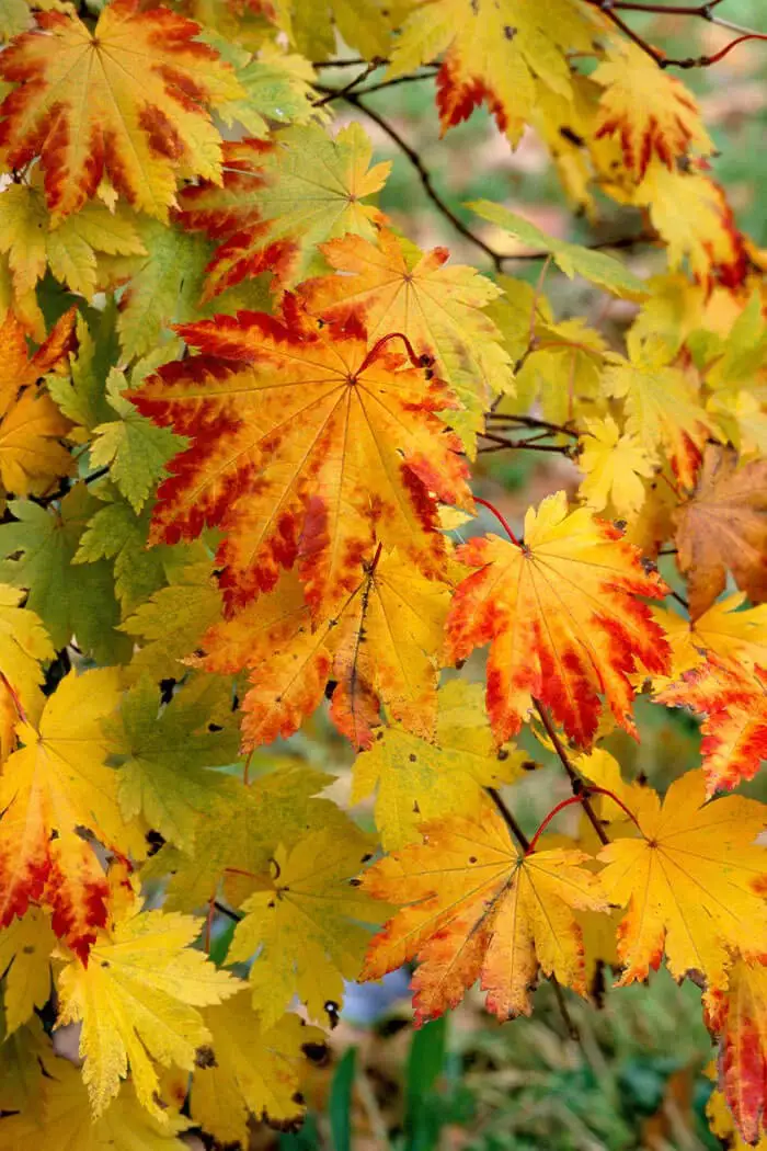 Vitifolium Japanese Maple (Acer japonicum ‘Vitifolium’)