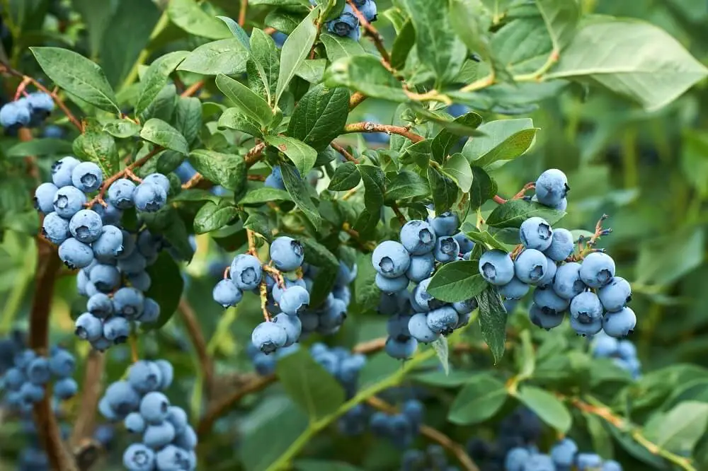 Highbush Blueberry (Vaccinium corymbosum)