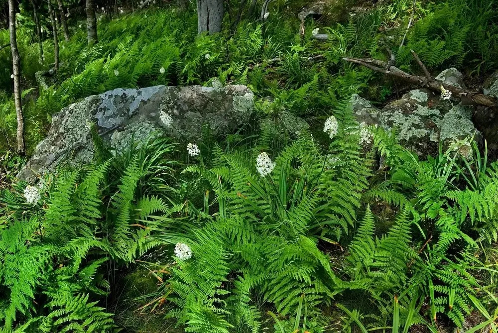 Hay-Scented Fern (Lamprocapnos spectabilis)