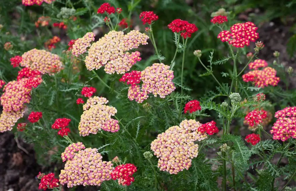 Yarrow (Achillea millefolium)