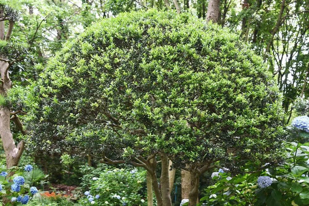 Japanese Holly (Ilex crenata)