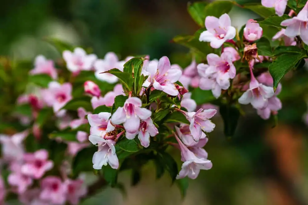 Weigela (Weigela florida ‘Wine & Roses’)