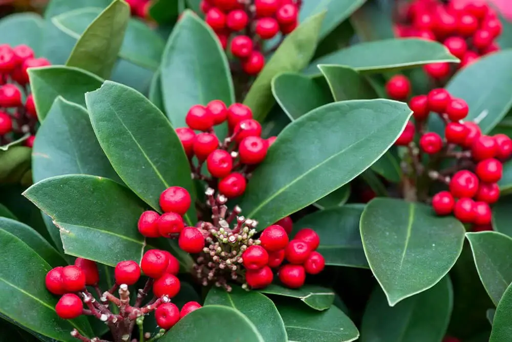 Dahoon Holly (Ilex cassine)