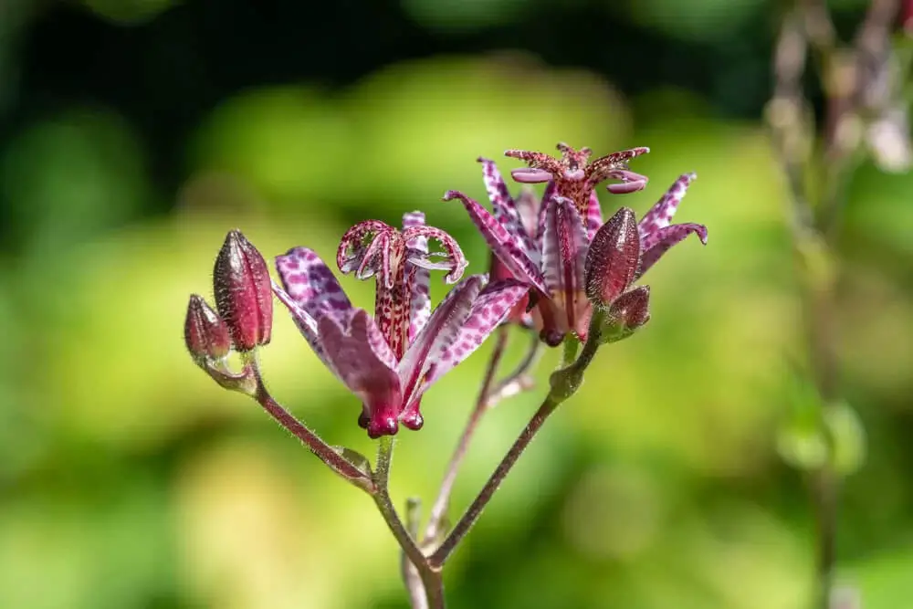 Toad Lily (Tricyrtis hirta)