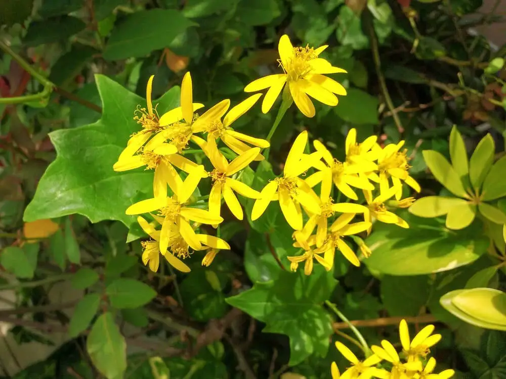 German Ivy (Delairea odorata)