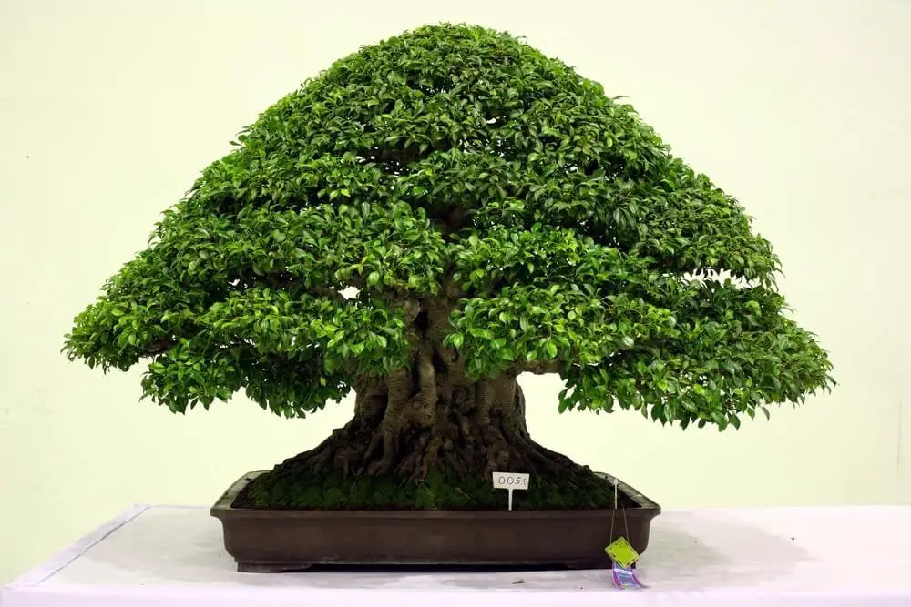 Ficus Bonsai (Ficus retusa)