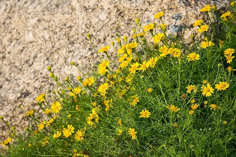 Shooting Star (Thymophylla Tenuiloba)