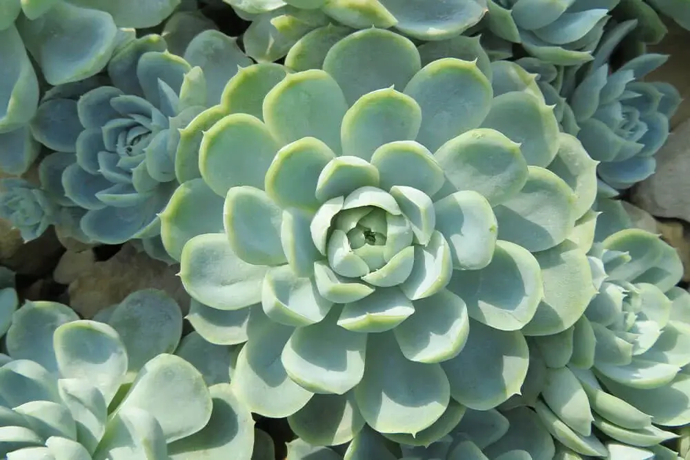 Echeveria (Echeveria)