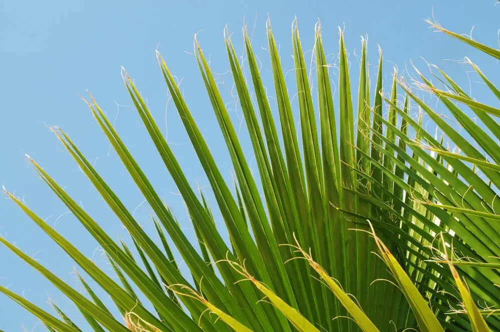 Saw Palmetto (Serenoa repens)