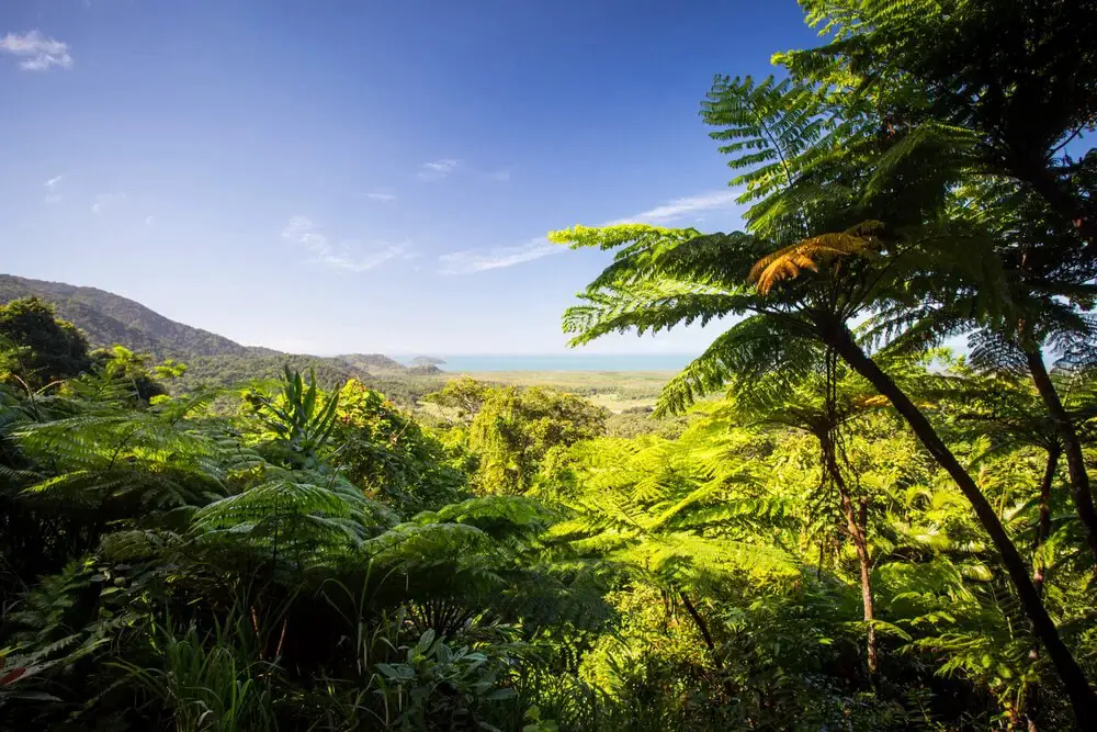 Alexandra Palm (Archontophoenix alexandrae)