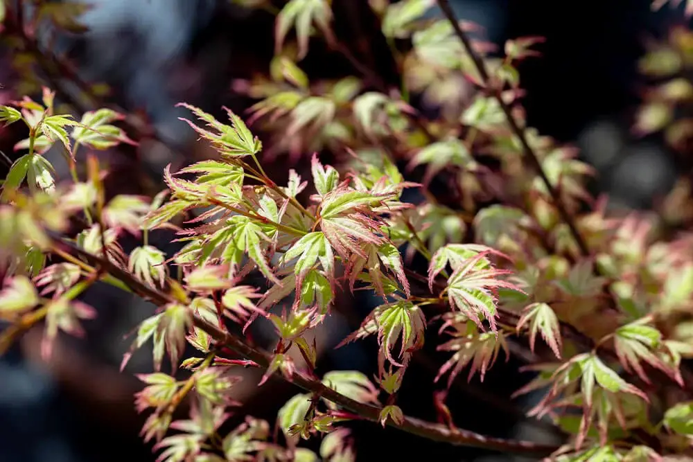 Butterfly Japanese Maple (Acer palmatum ‘Butterfly’)