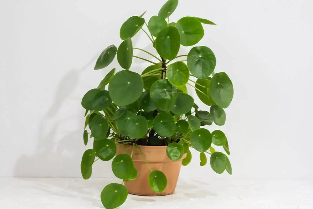 Money Plant (Pilea peperomioides)