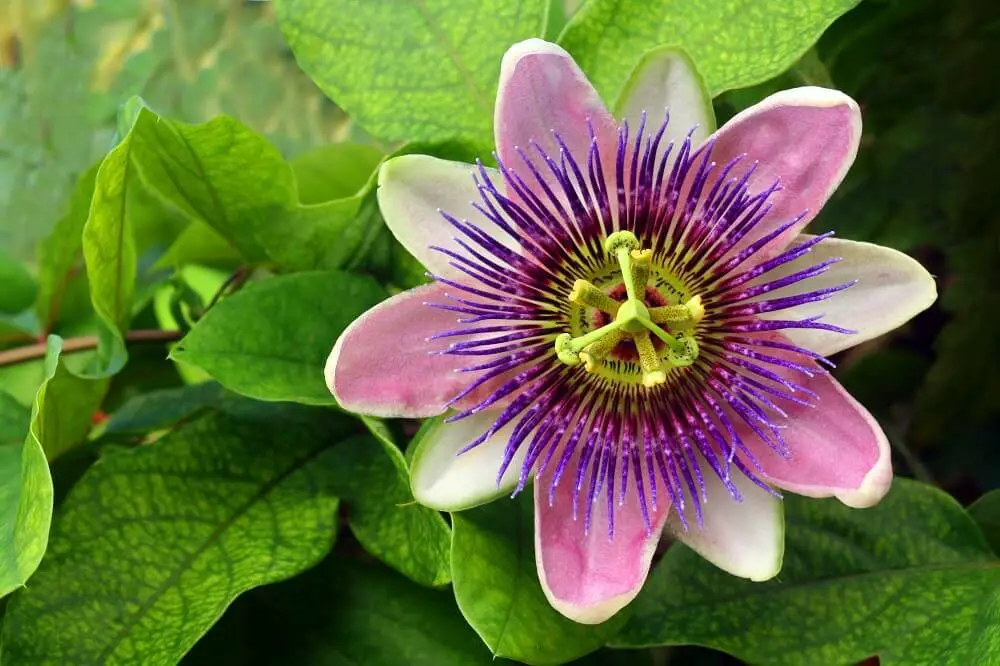 Passion Flower (Passiflora incarnata)