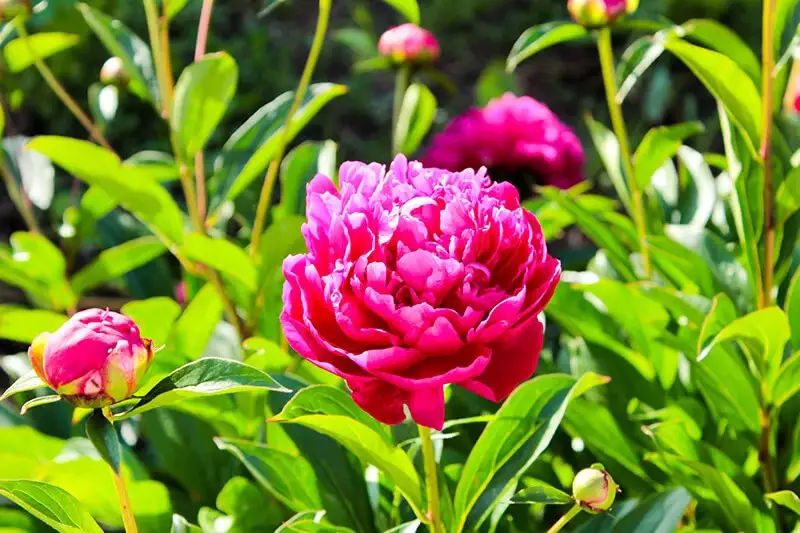 Peony (Paeonia Lactiflora ‘Sarah Bernhardt’)