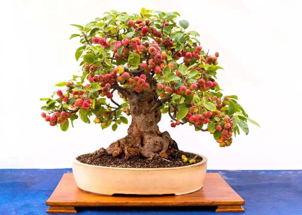 Apple Tree Bonsai (Malus)