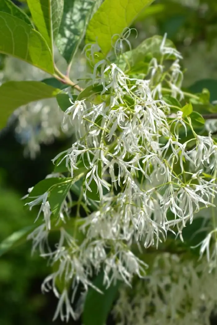 Fringe Tree (Chionanthus virginicus)