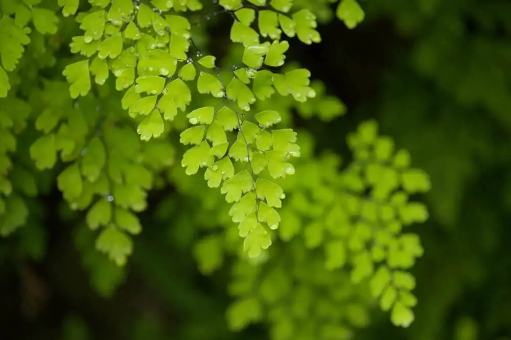 Maidenhair Fern (Adiantum raddianum)