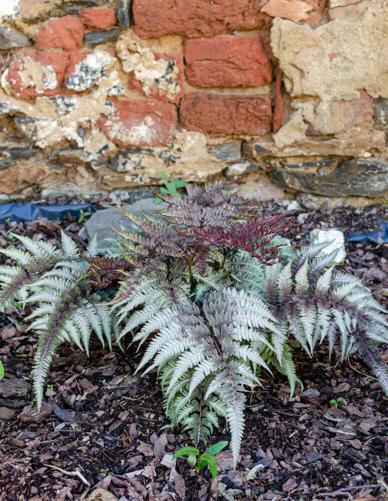 Japanese Painted Fern (Athyrium niponicum)