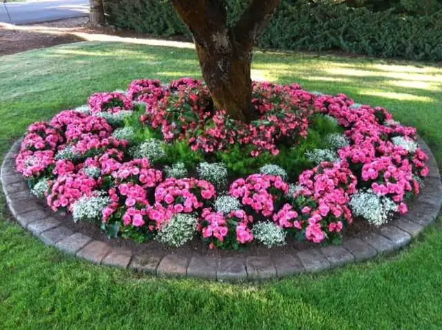 Circular Shade-Loving Annuals Flower Bed