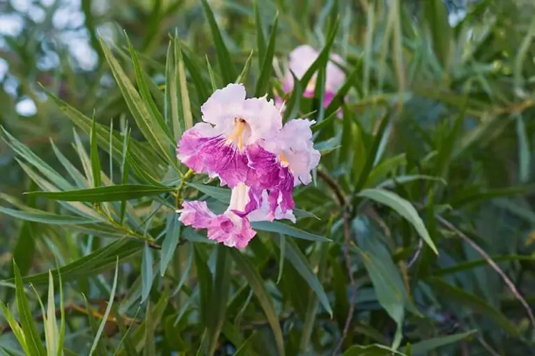 27 Of The Most Refreshing Desert Flowers To Plant For A Private Oasis