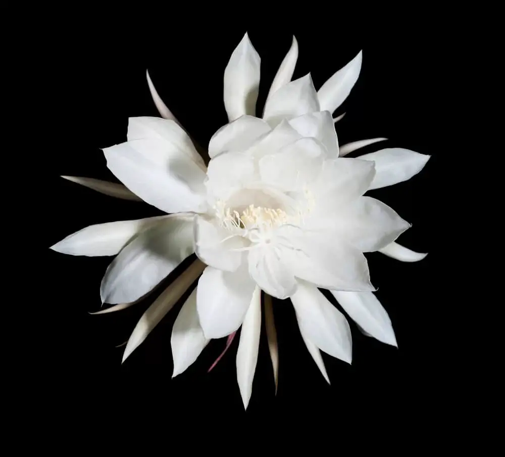 Queen of the Night (Epiphyllum oxypetalum)