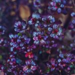 25 Majestic Types Of Plants With Purple Leaves With A Royal Presence