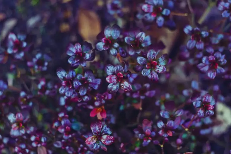 25 Majestic Types Of Plants With Purple Leaves With A Royal Presence