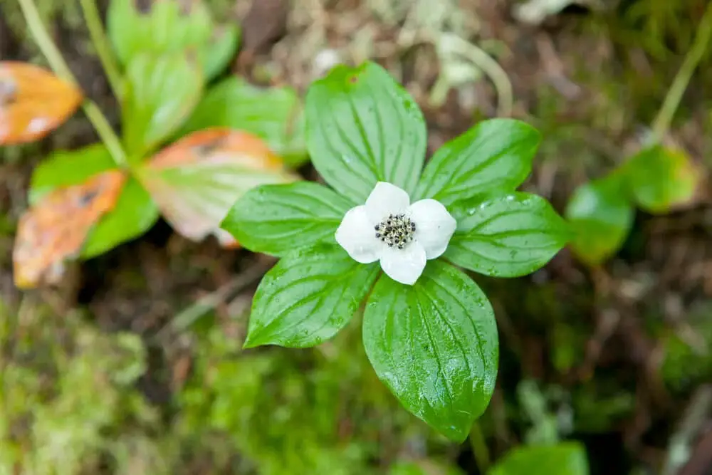 Creeping Dogwood (Cornus canadensis)